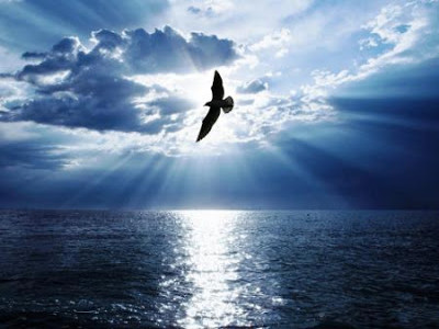pomba voando sobre mar azul